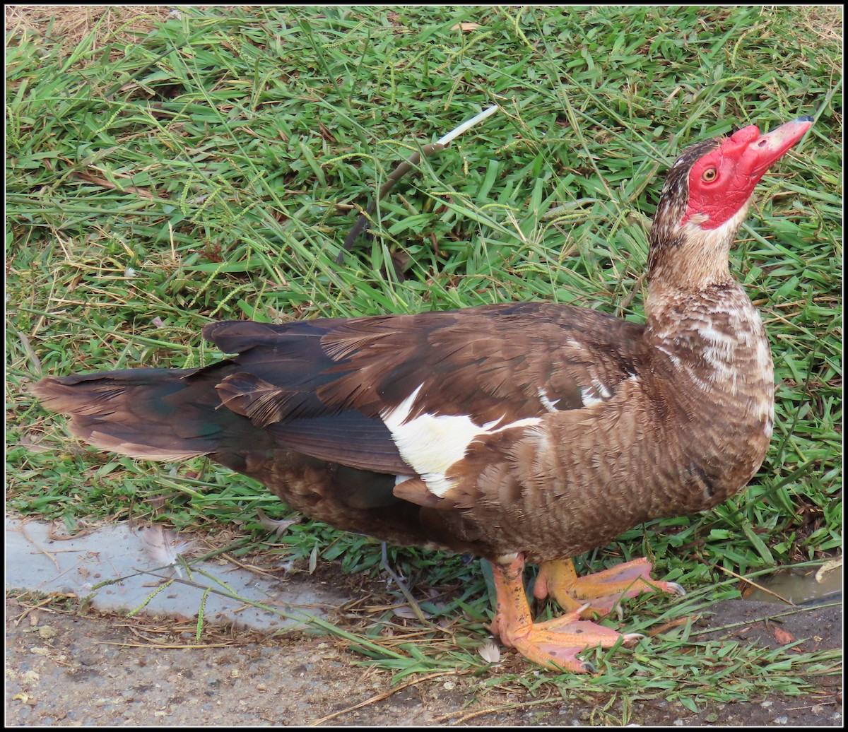 Muscovy Duck (Domestic type) - ML638331595