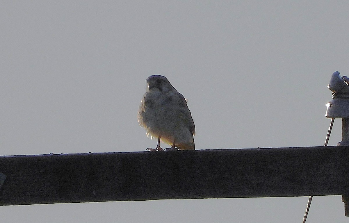 Nankeen Kestrel - ML638331596
