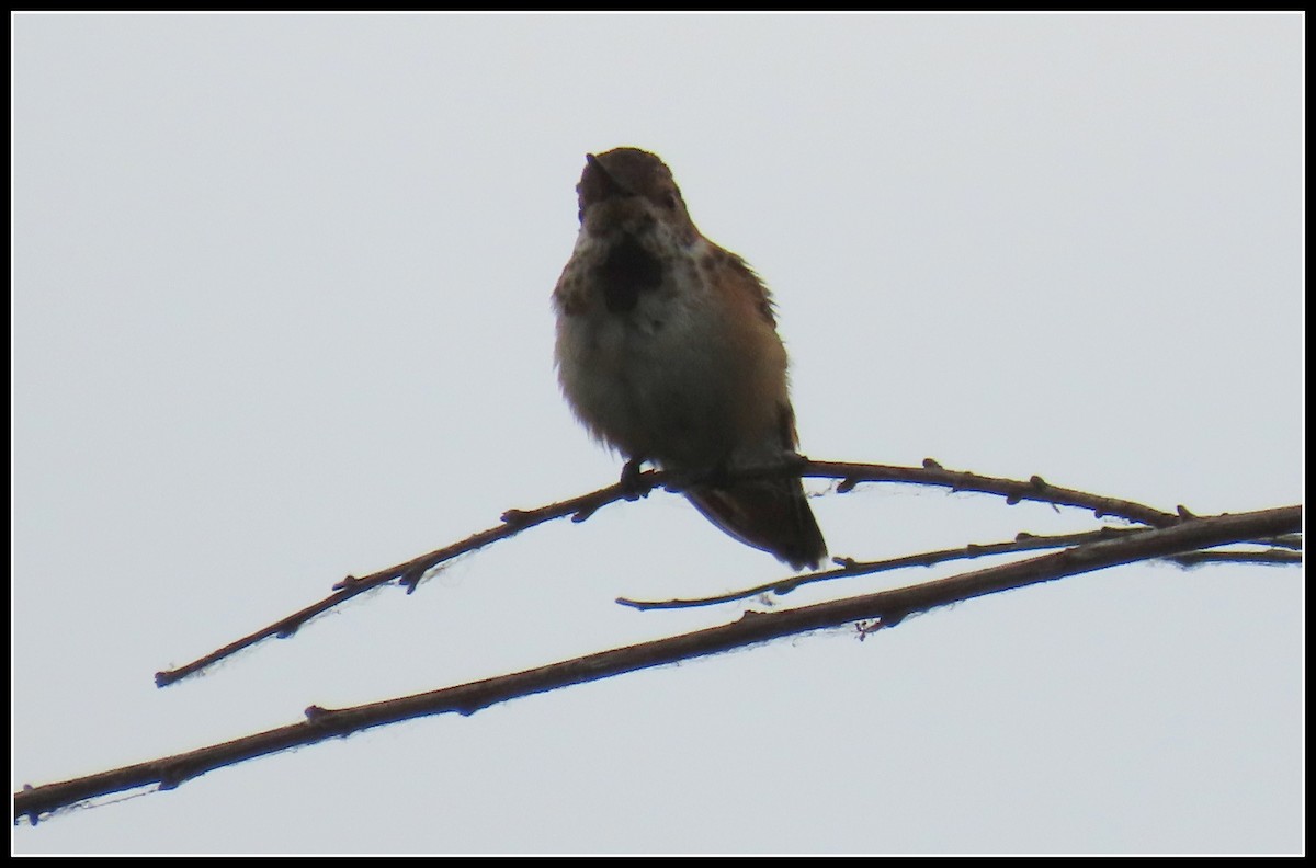 Colibrí de Allen - ML638331609