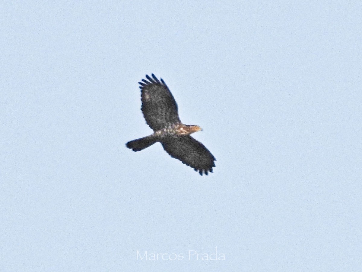European Honey-buzzard - ML638331612