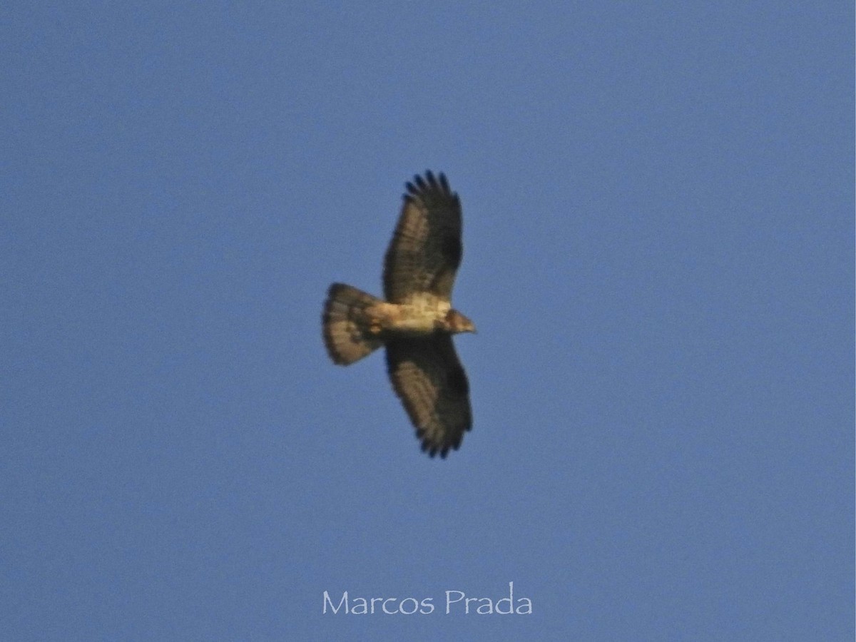 European Honey-buzzard - ML638331613