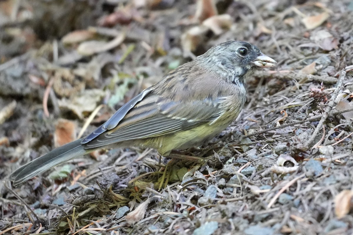 Dark-eyed Junco (Oregon) - ML638331617
