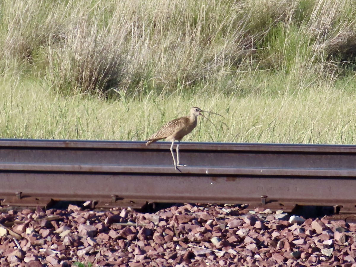 Long-billed Curlew - ML638331641