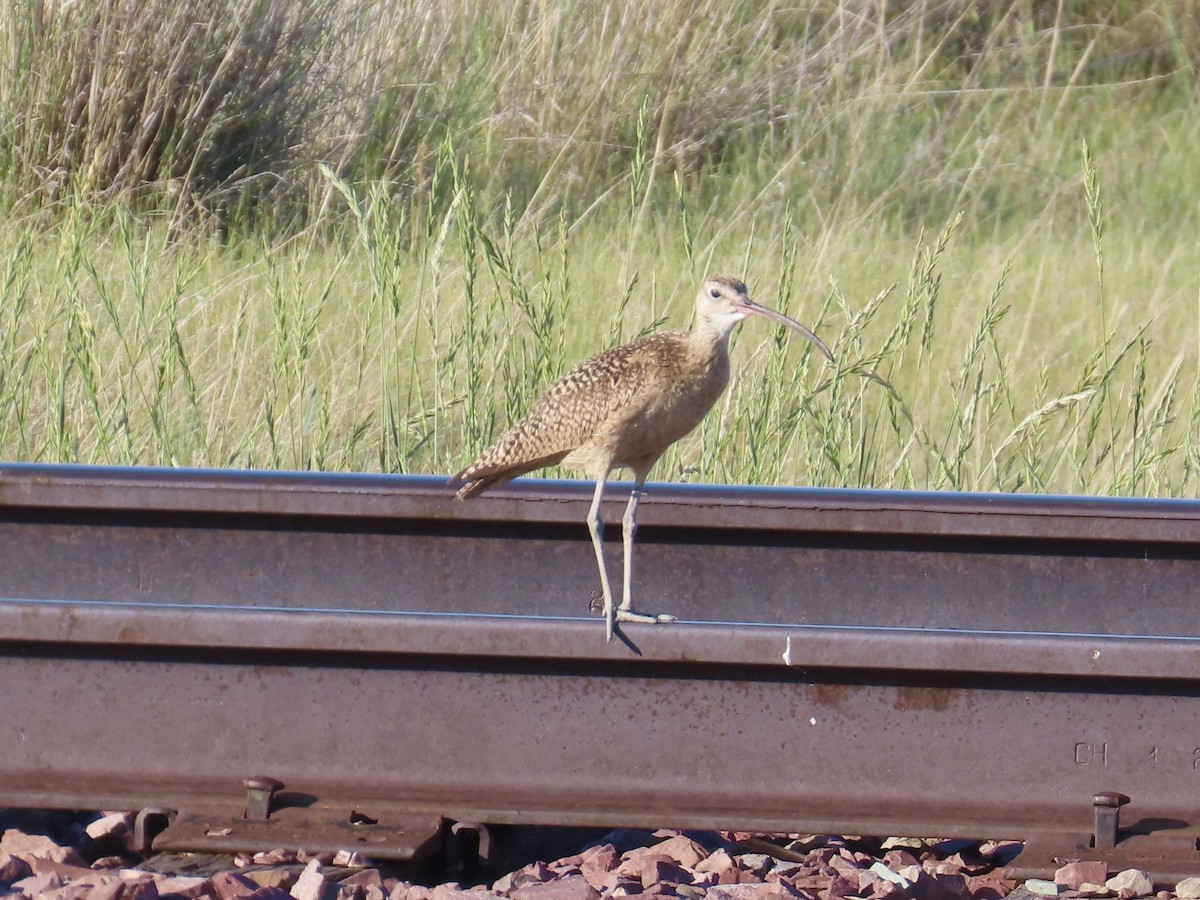 Long-billed Curlew - ML638331642