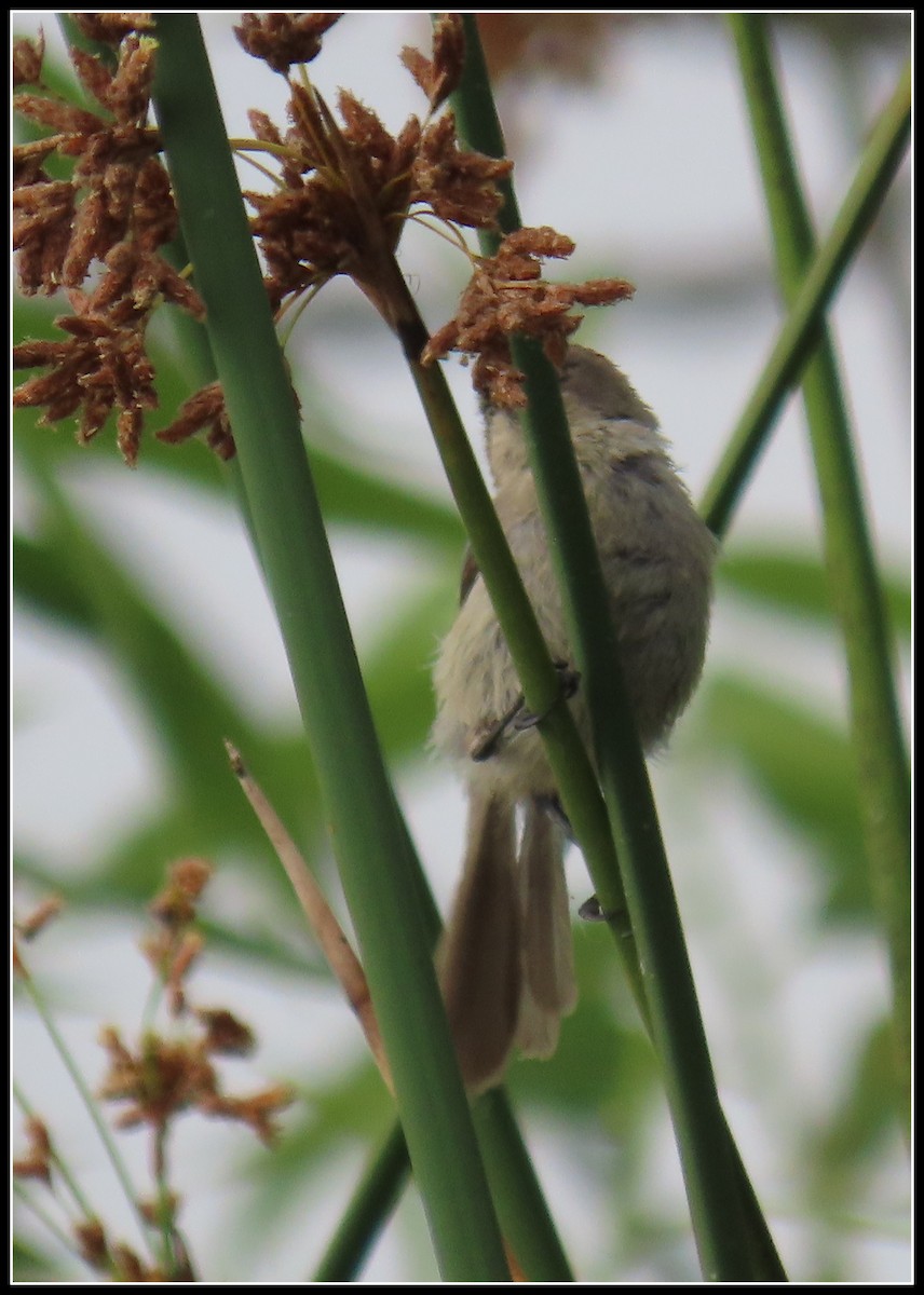 Bushtit - ML638331644