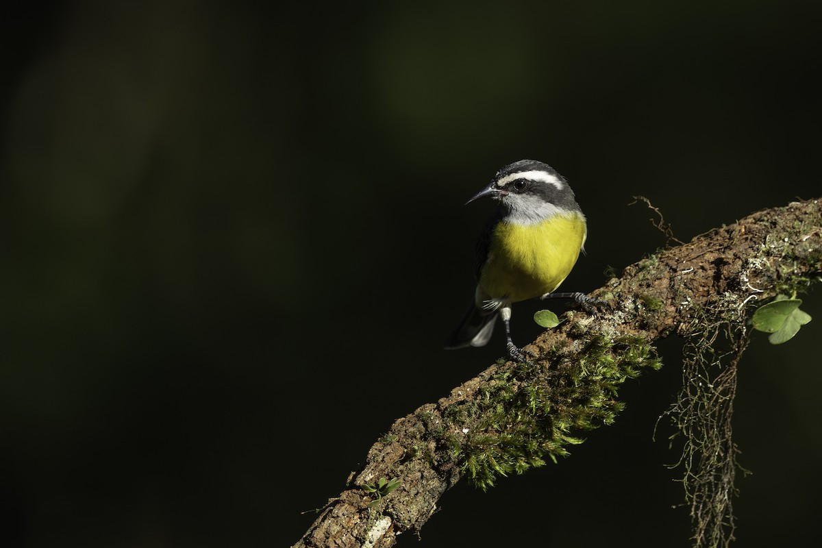 Bananaquit - ML638331656