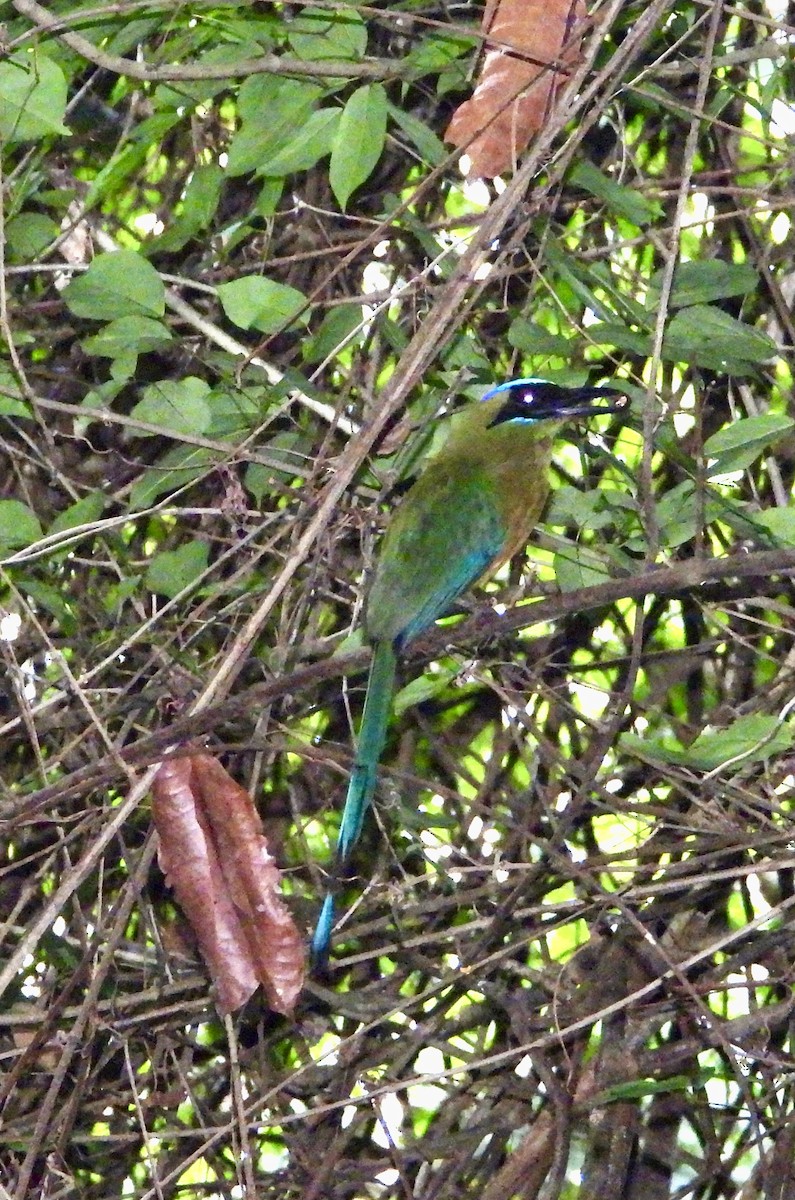 Whooping Motmot - ML638331658