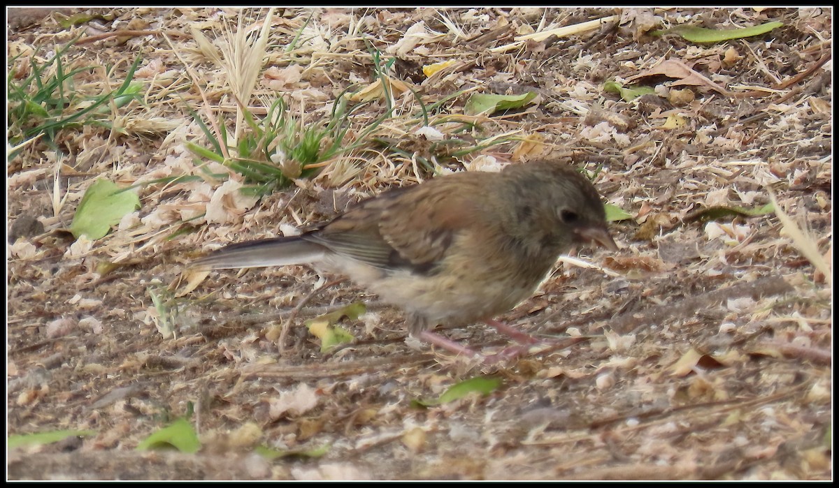 Dark-eyed Junco - ML638331674