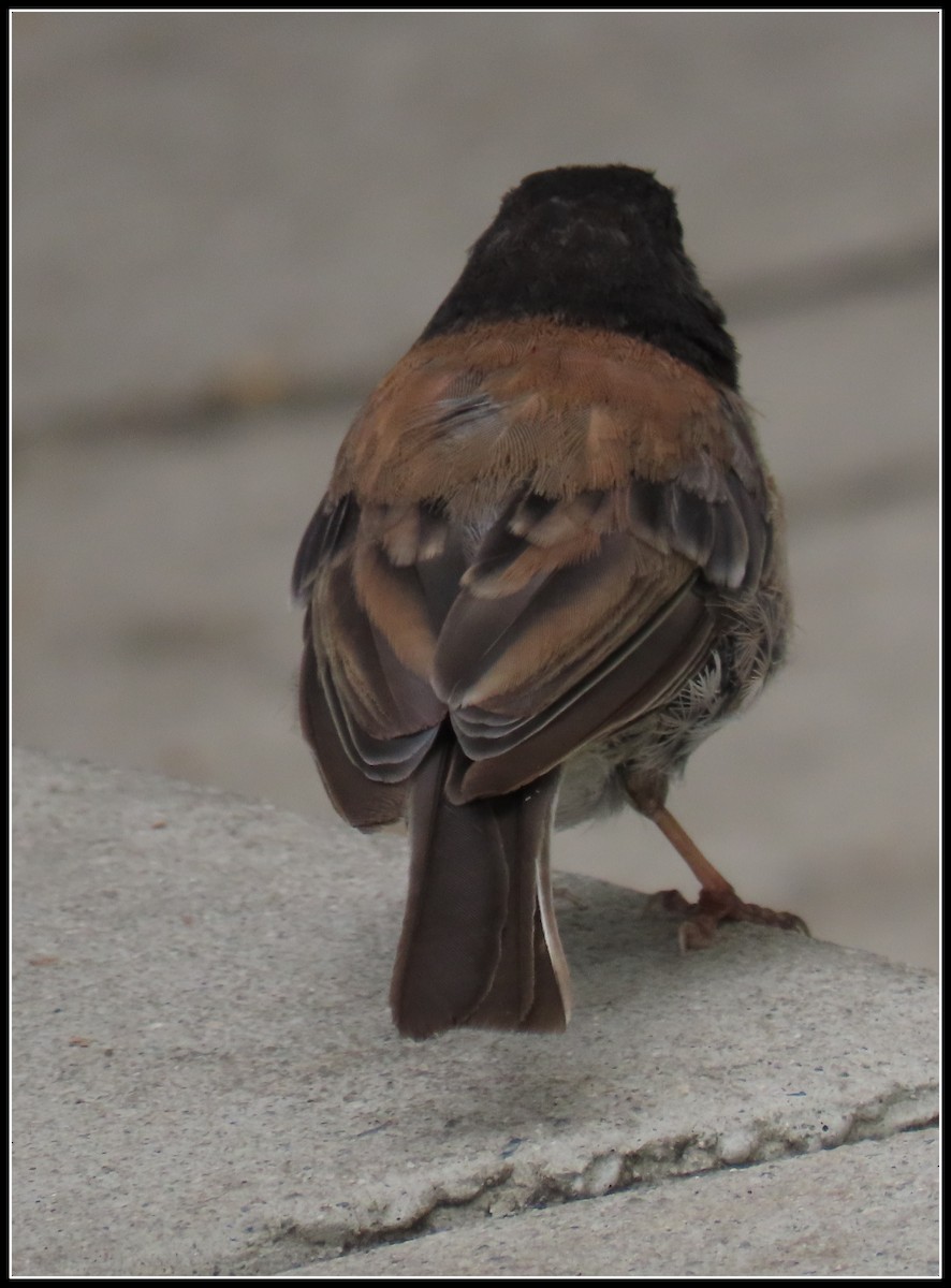 Dark-eyed Junco - ML638331676