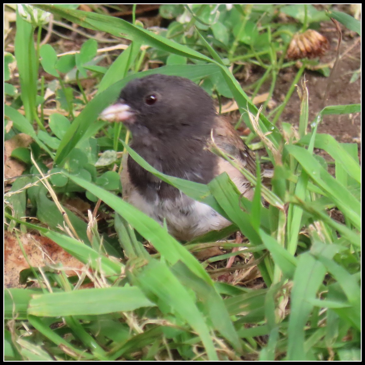 Dark-eyed Junco - ML638331678