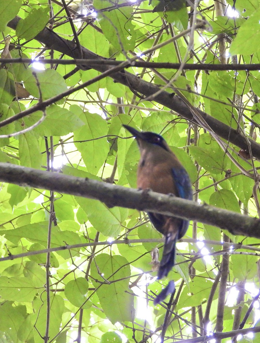 Whooping Motmot - ML638331680