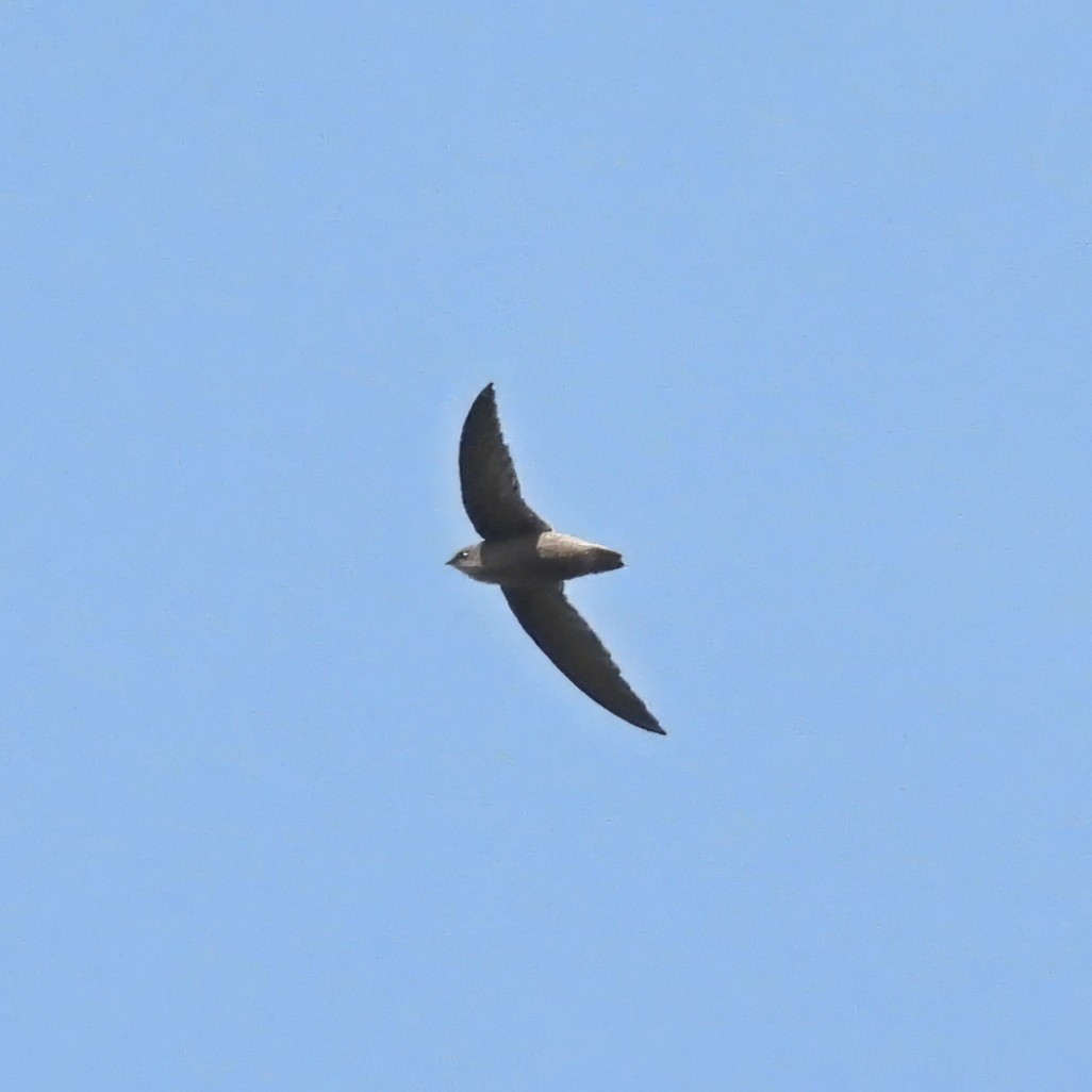Short-tailed Swift - ML638331703