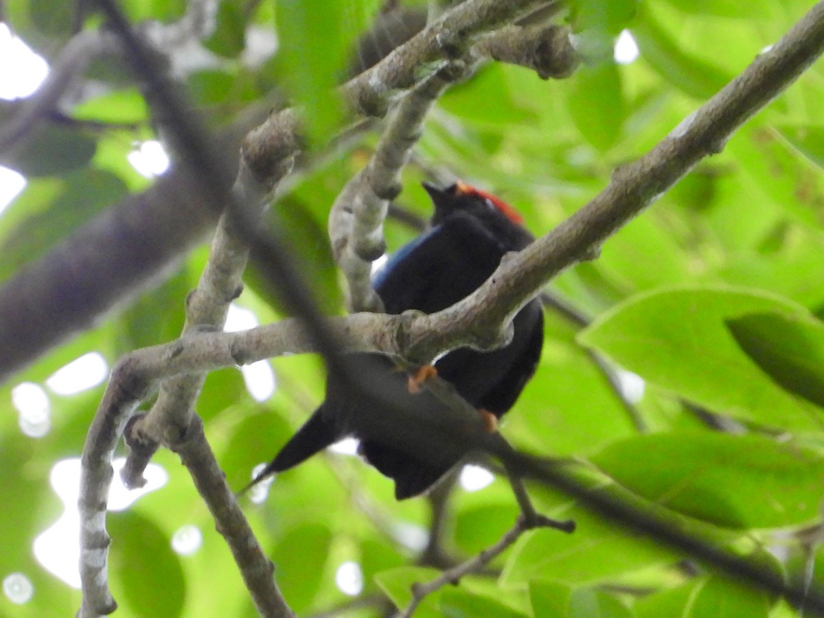 Lance-tailed Manakin - ML638331712