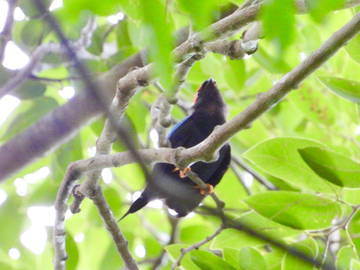 Lance-tailed Manakin - ML638331713