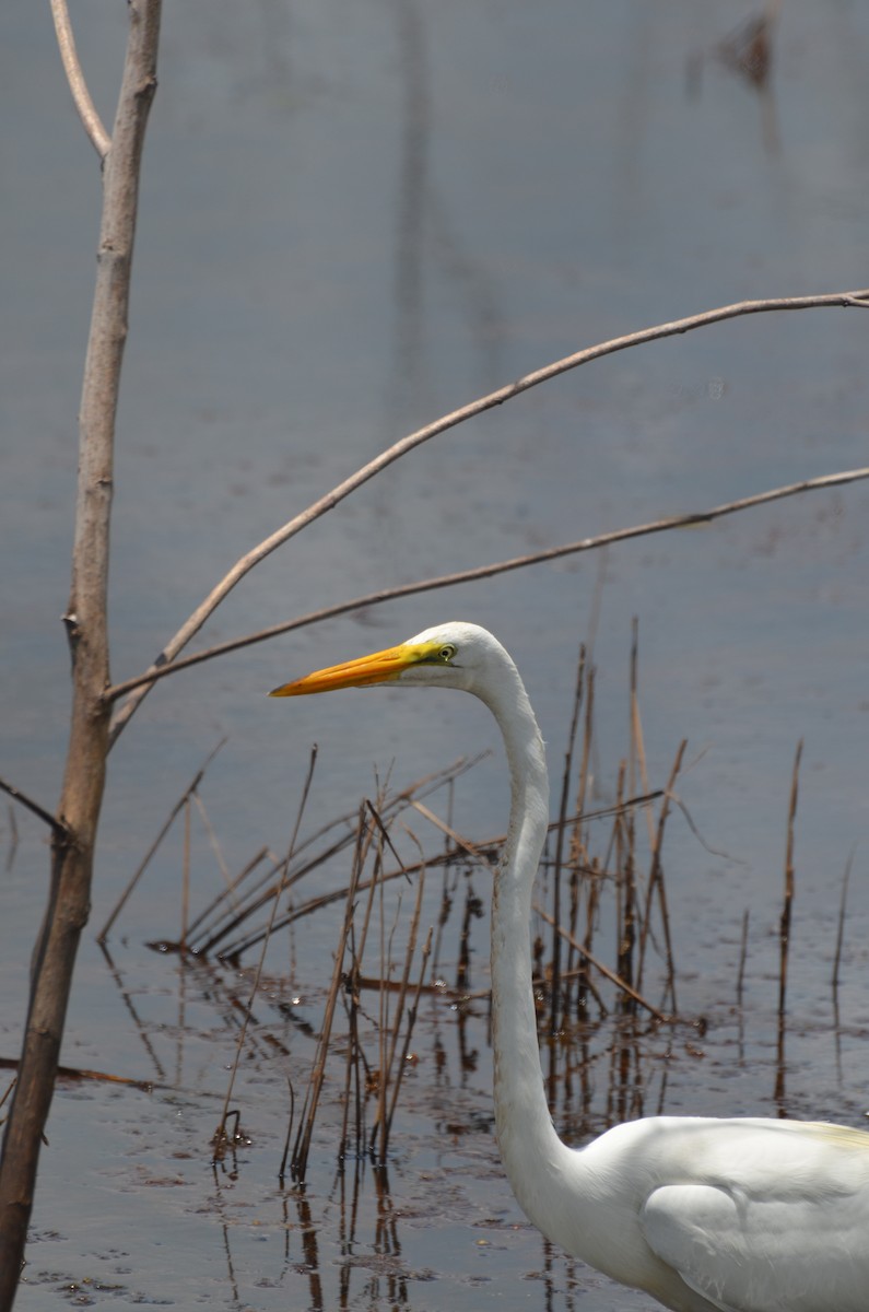 egretthegre - ML638331723