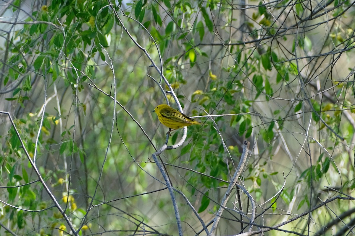 gulparula - ML638331742
