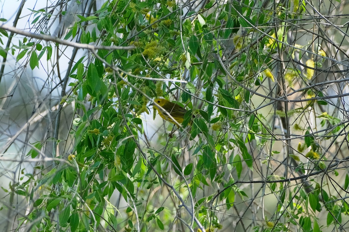 gulparula - ML638331743