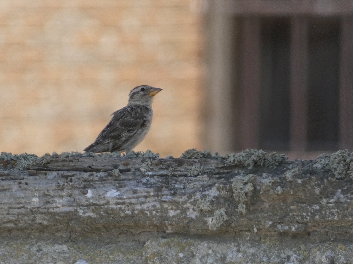 Rock Sparrow - ML638331753