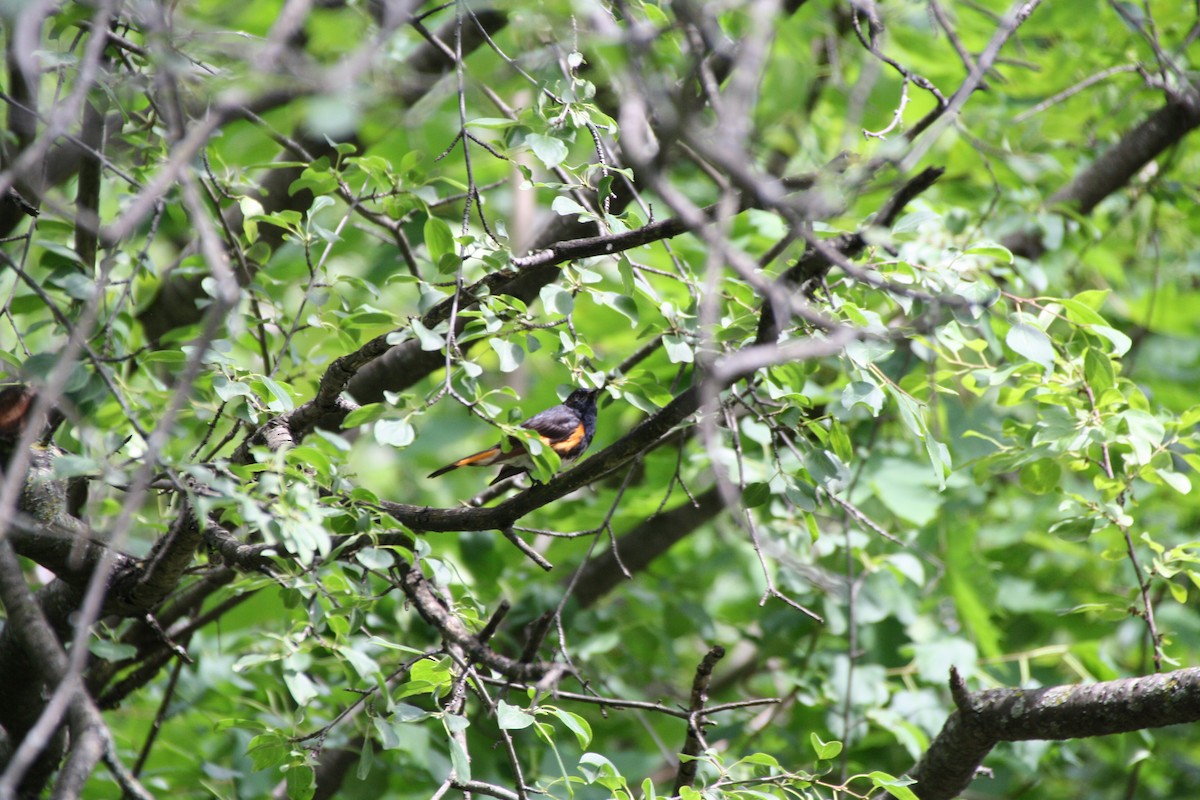 American Redstart - ML638331766