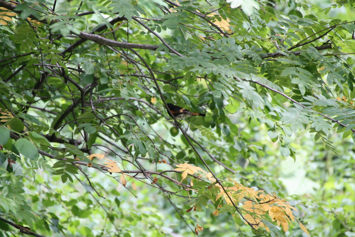 American Redstart - ML638331767