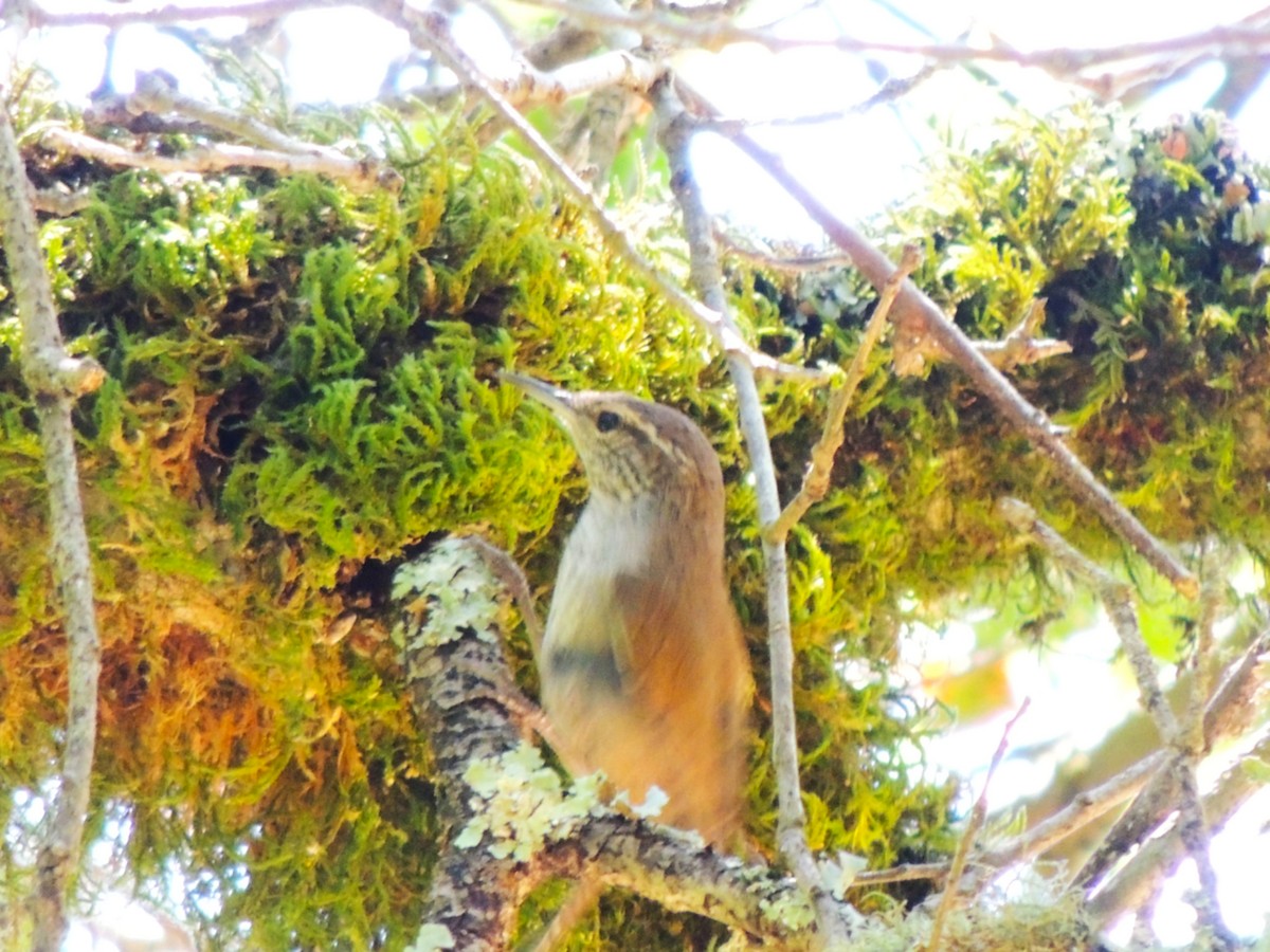 Bewick's Wren - ML638331777