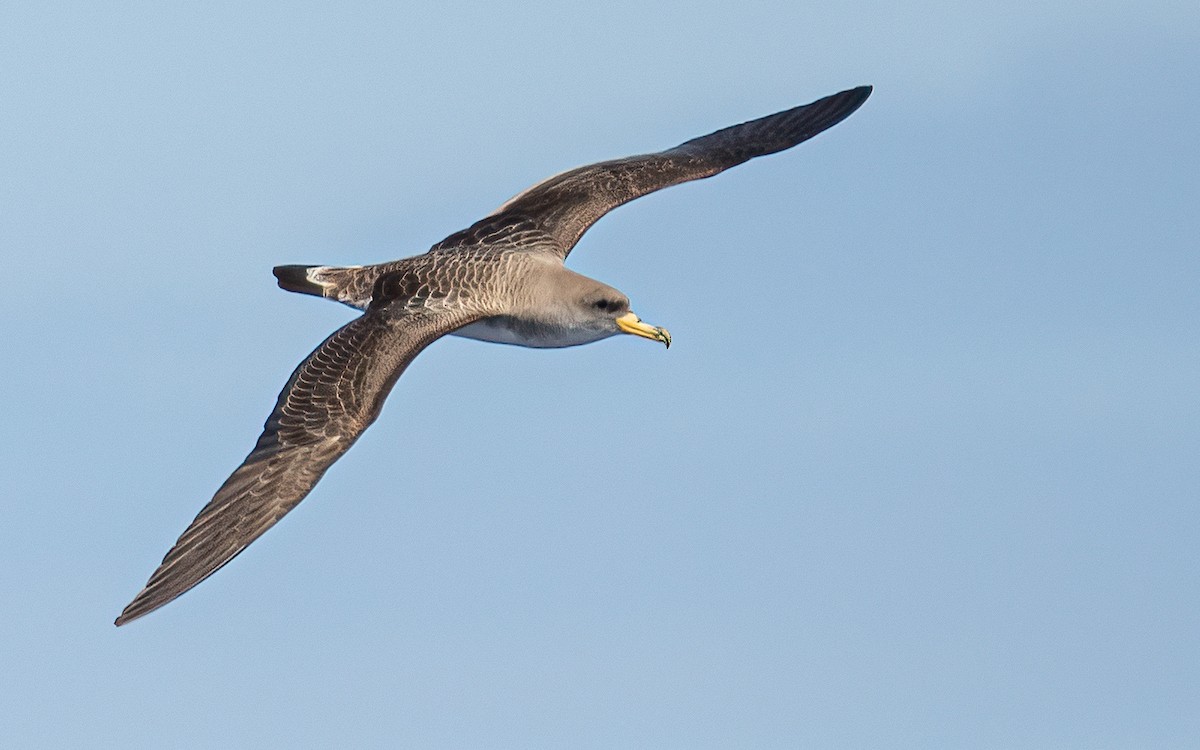 Cory's Shearwater - ML638331785