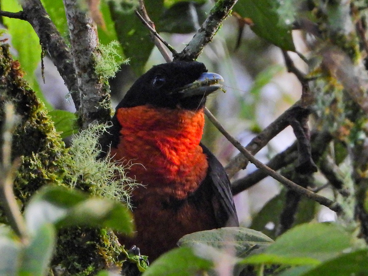Red-ruffed Fruitcrow - ML638331787