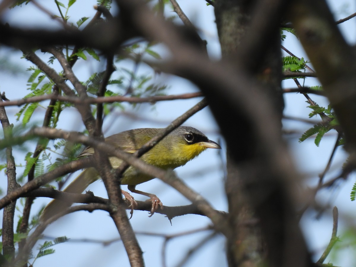 Gray-crowned Yellowthroat - ML638331790