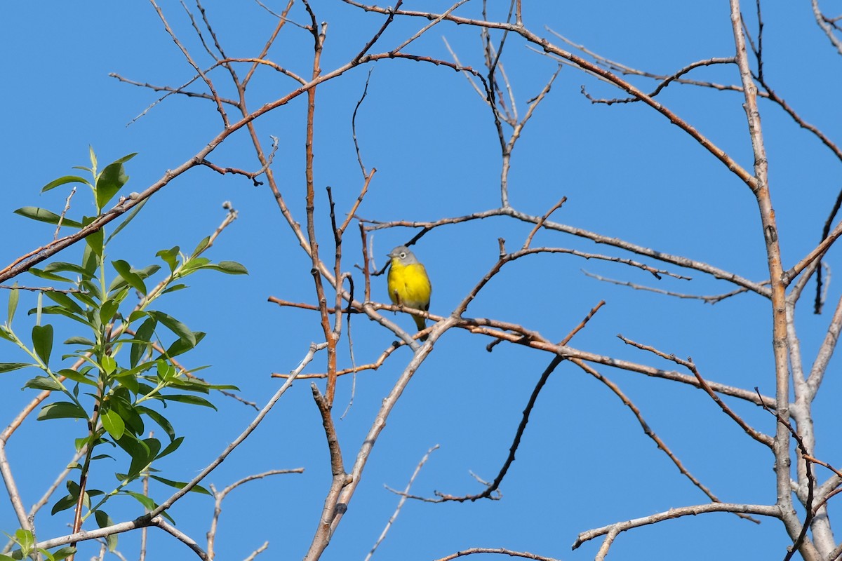 bjørkeparula - ML638331792