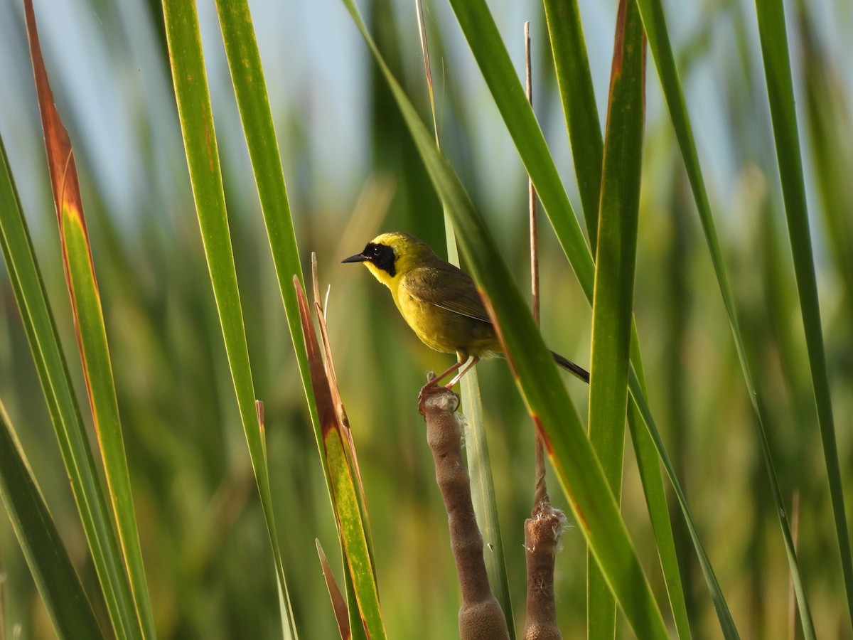 Altamira Yellowthroat - ML638331794