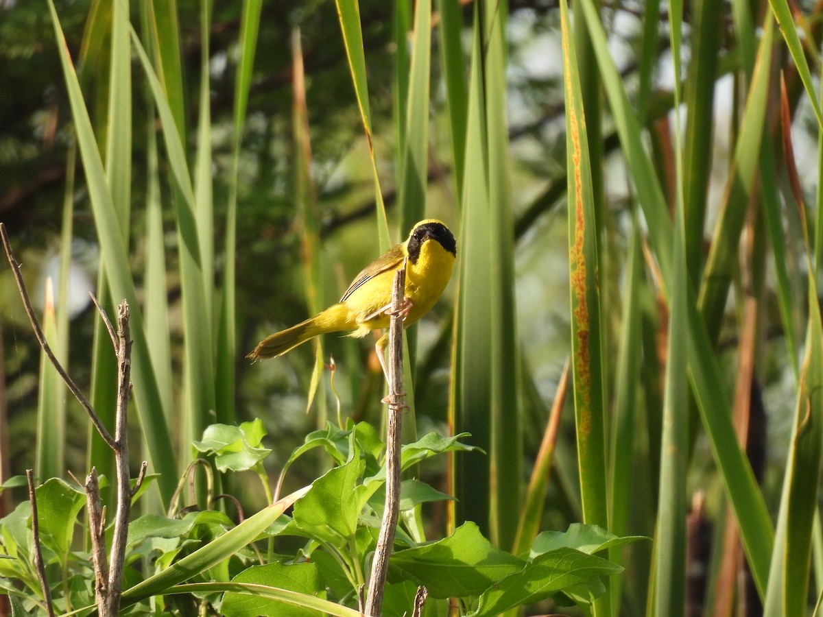 Altamira Yellowthroat - ML638331798