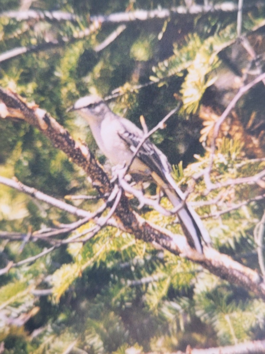Northern Mockingbird - ML638331799