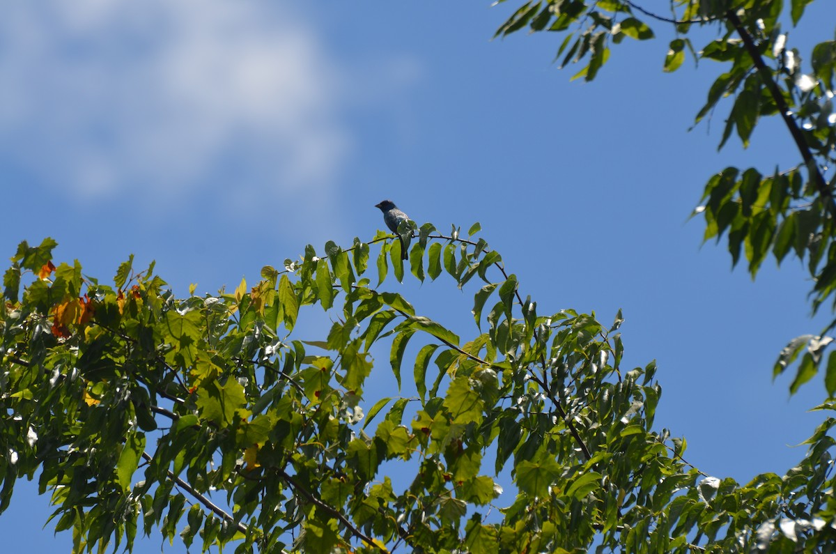 Indigo Bunting - ML638331803
