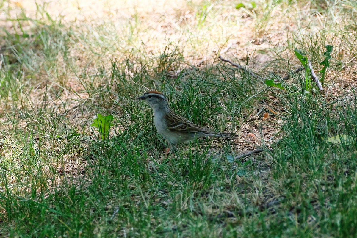 Chipping Sparrow - ML638331845