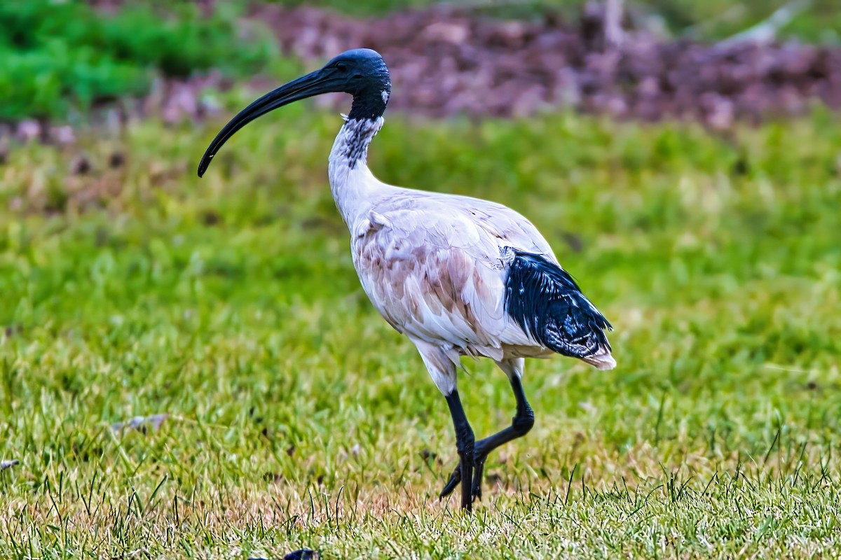 Australian Ibis - ML638331862