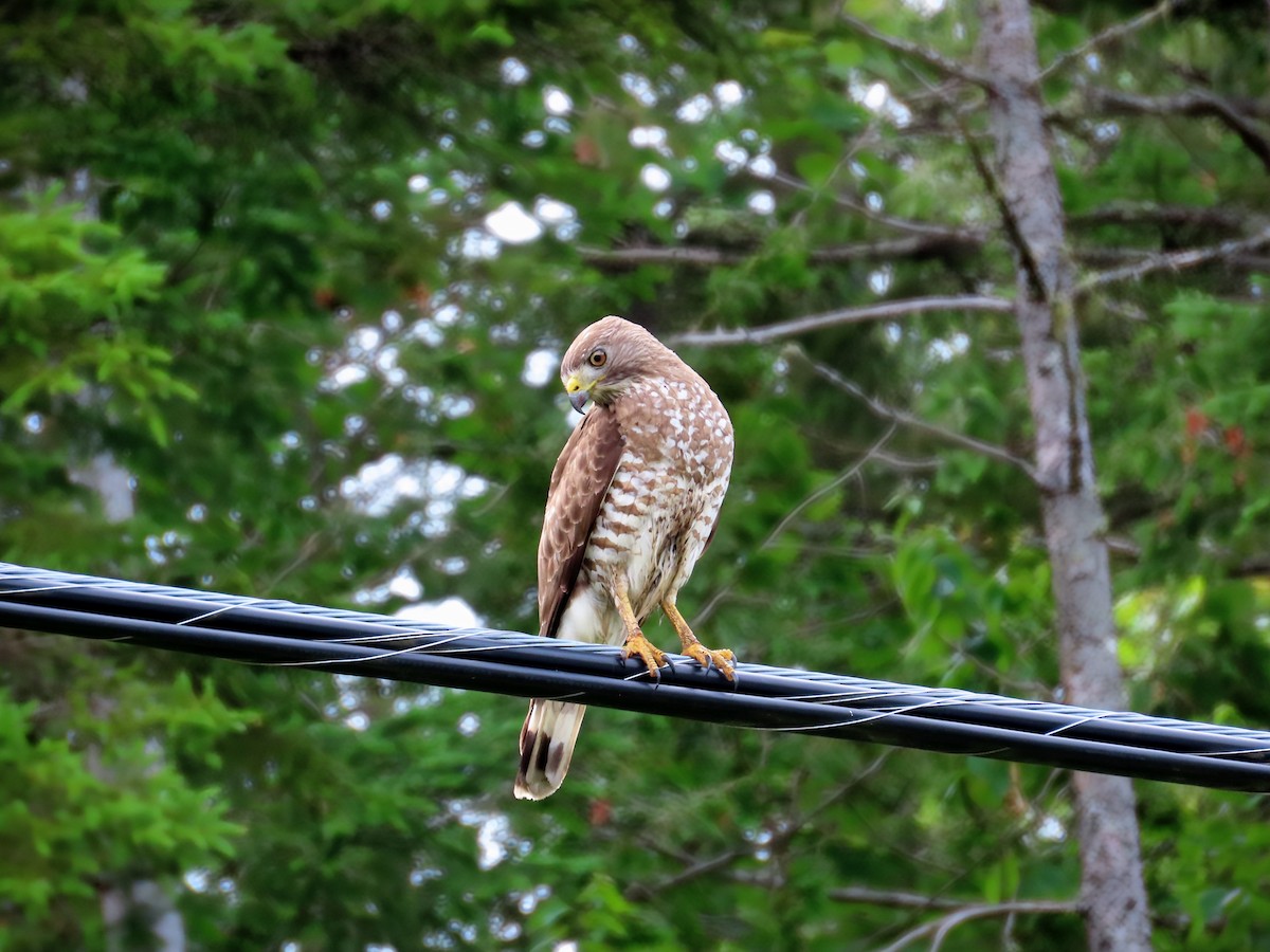 Broad-winged Hawk - ML638331866