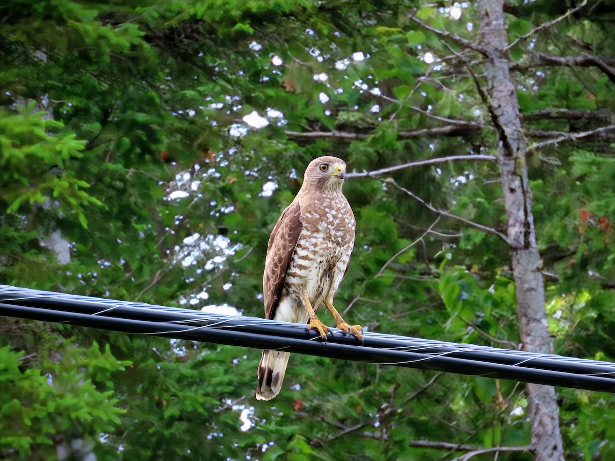Broad-winged Hawk - ML638331867