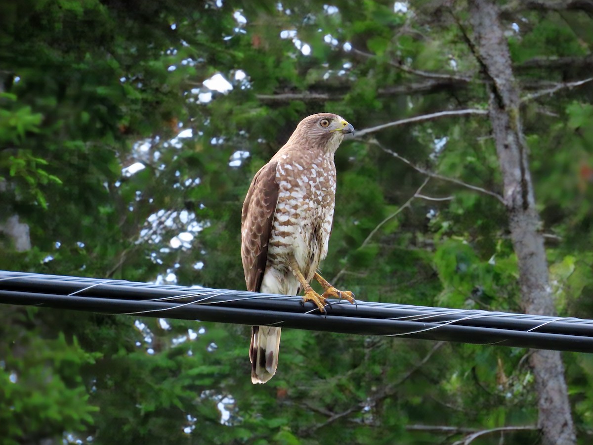 Broad-winged Hawk - ML638331868