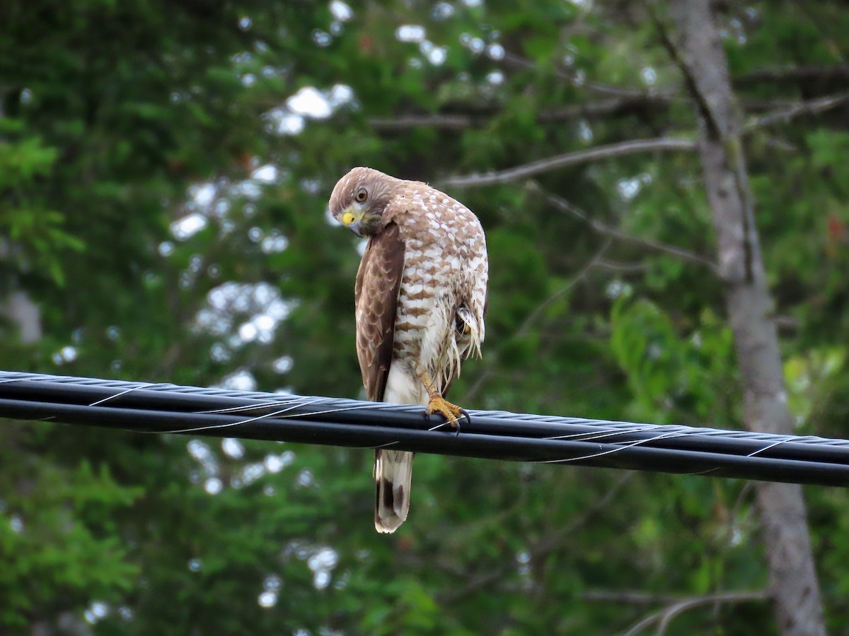 Broad-winged Hawk - ML638331869
