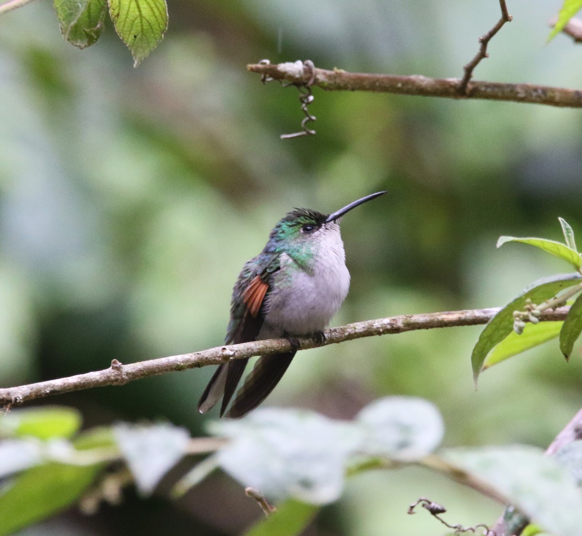 White-tailed Hummingbird - ML638331874