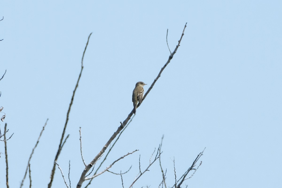Alder Flycatcher - ML638331880
