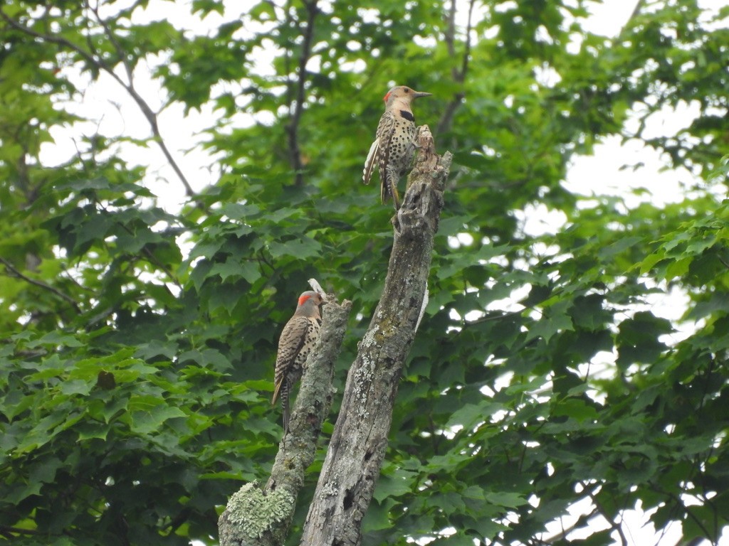 Northern Flicker - ML638331886