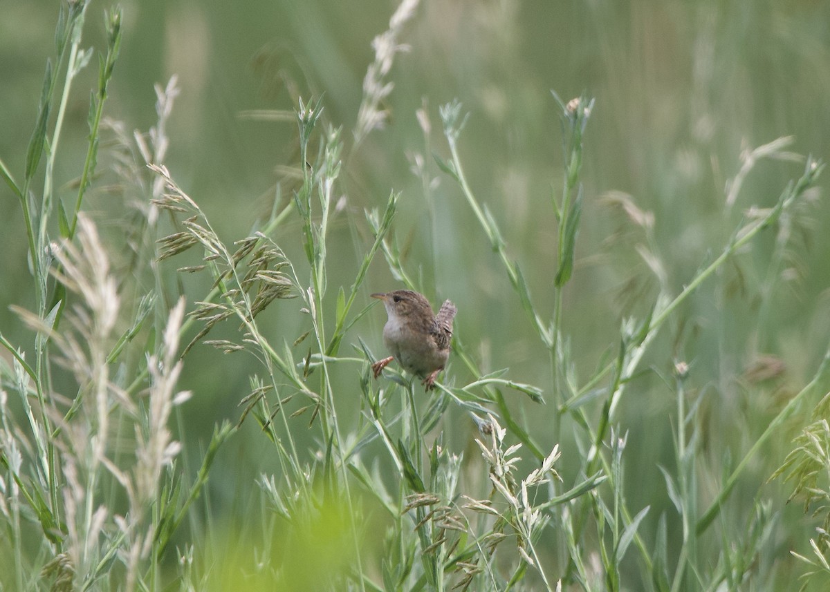 Sedge Wren - ML638331896