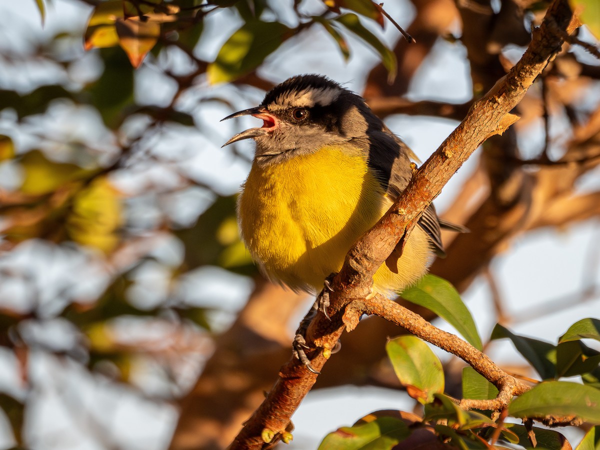 Bananaquit - ML638331901