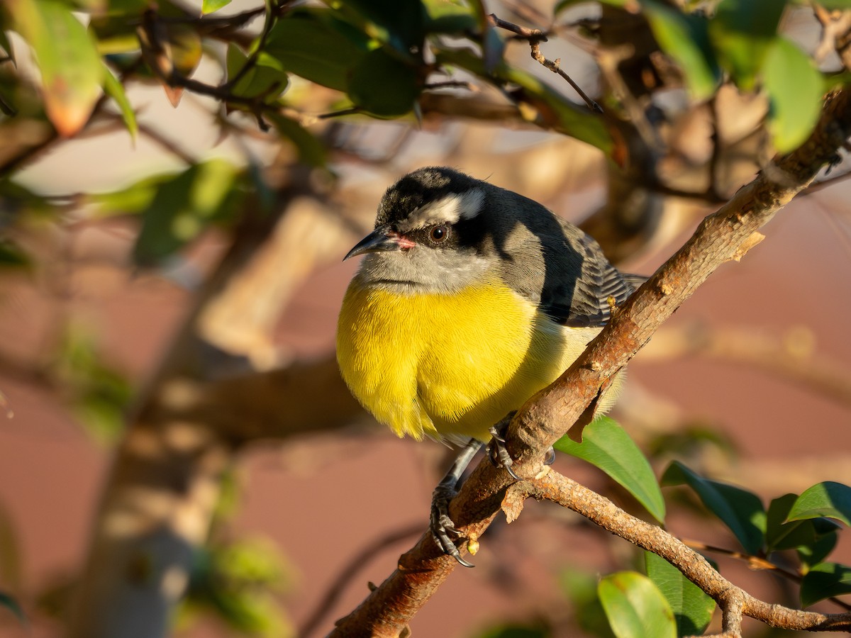 Bananaquit - ML638331902