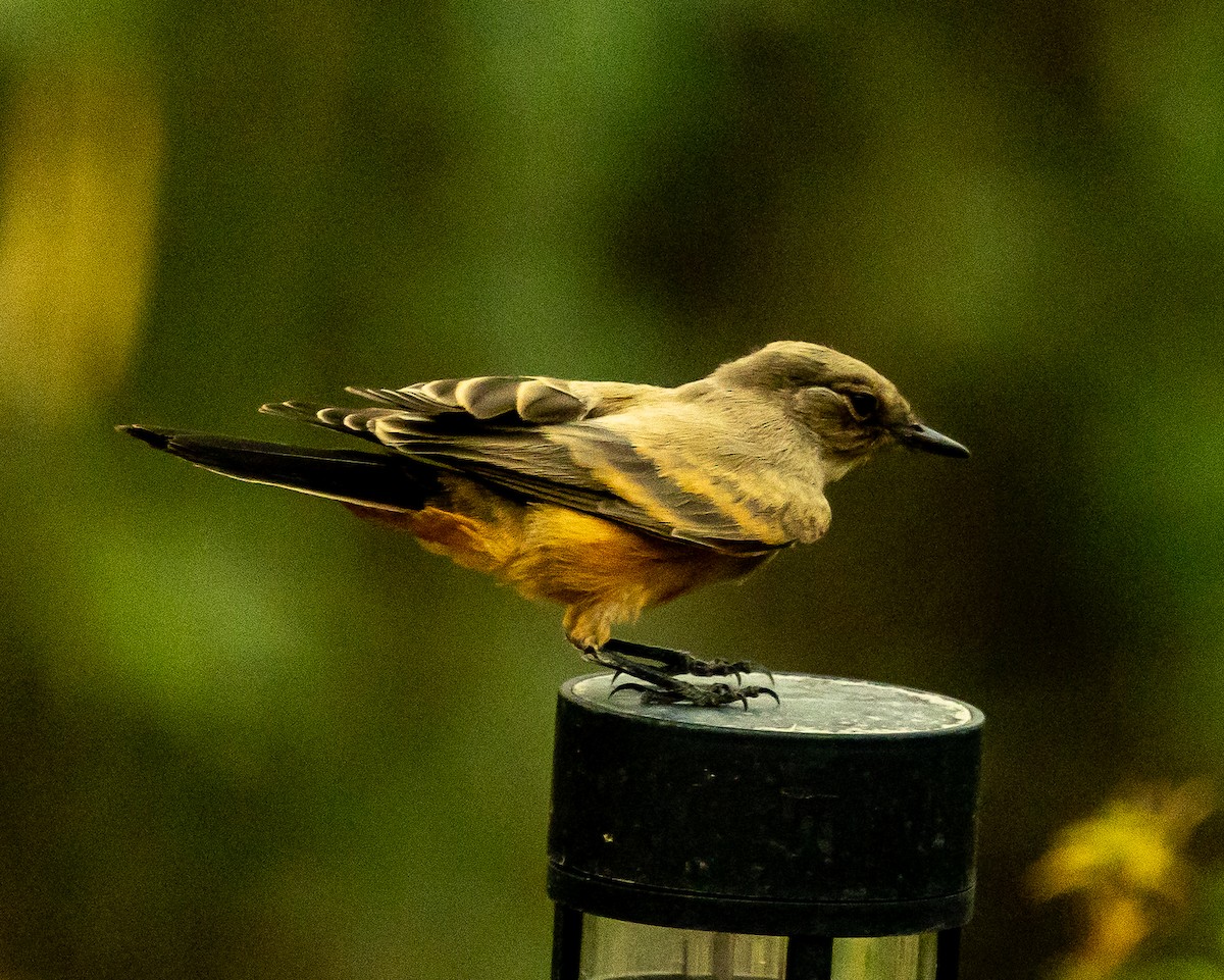 Say's Phoebe - ML638331904