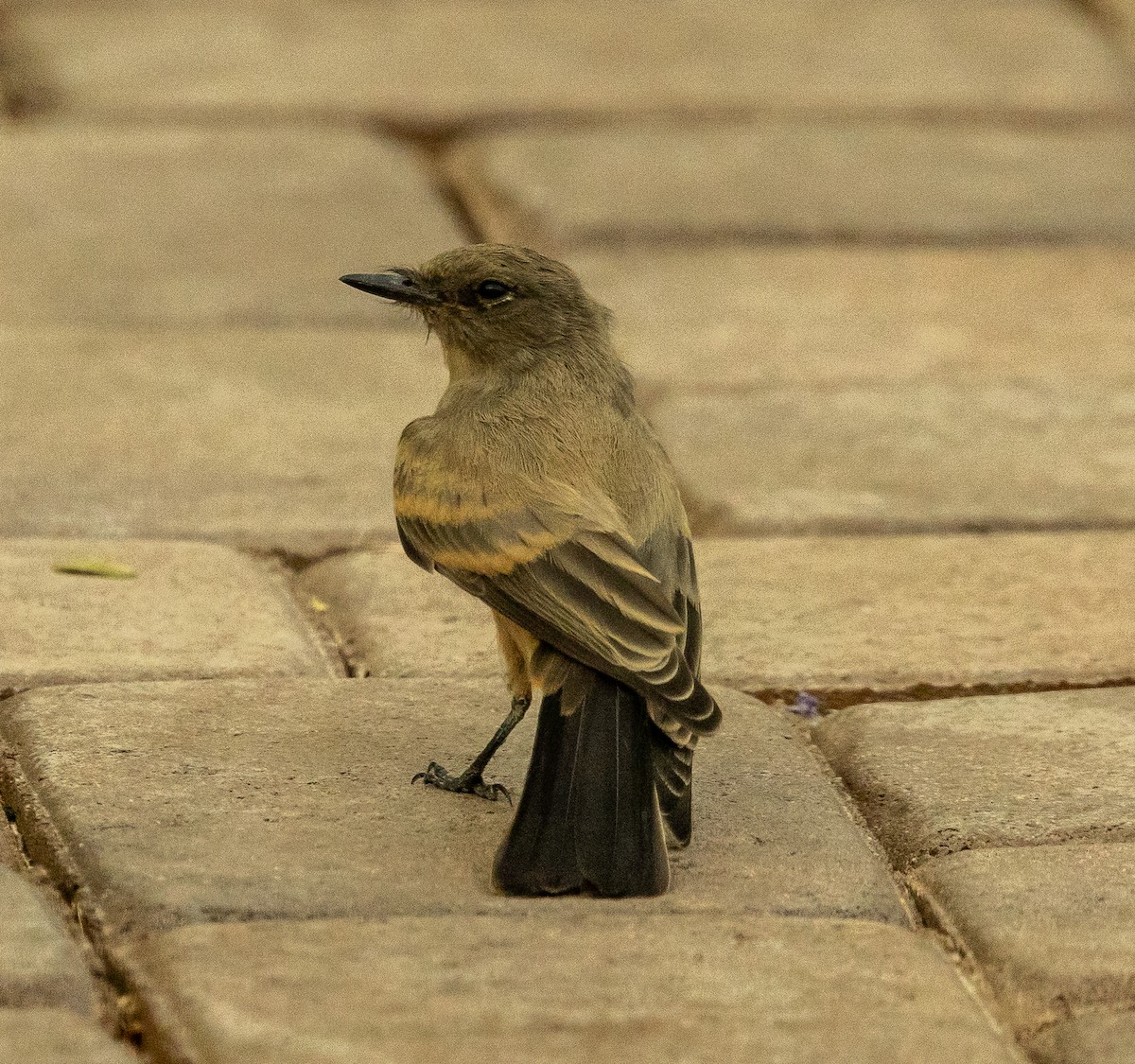 Say's Phoebe - ML638331905