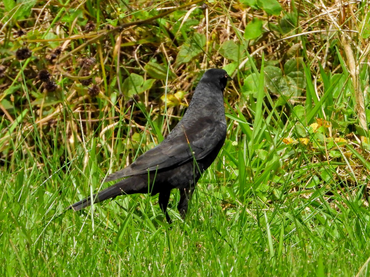 stortrupial - ML638331909