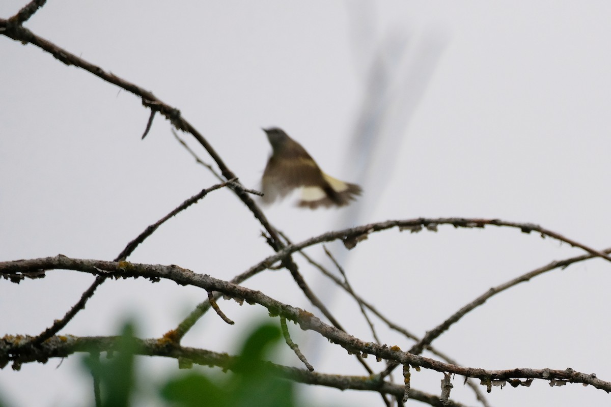 American Redstart - ML638331919