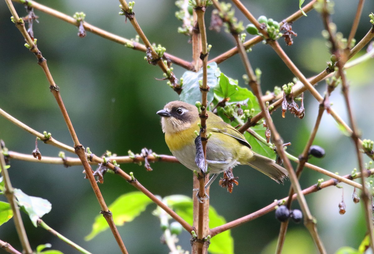 Common Chlorospingus (Southwest Mexico) - ML638331946